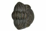 Wide, Enrolled Eldredgeops Trilobite - Sylvania, Ohio #175640-5